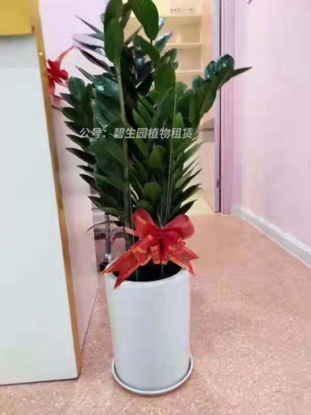 植物租赁价格如何