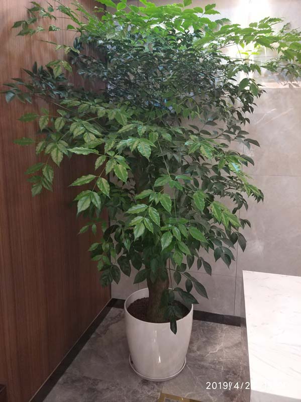 广州黄埔碧生园植物租赁公司绿植租赁怎么样？